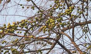 Today video is on how to grow and care amla tree or indian gooseberry plant and also show you repotting of this medicinal plant. Amla And Friends