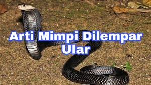 Mimpi dikejar ular, artinya pertanda ada seseorang yang. Arti Mimpi Dilempar Ular Menurut Islam Primbon Dan Psikolog Youtube