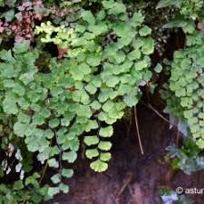 Image result for Adiantaceae