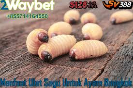 Pin Di Berhasilmenang Fun