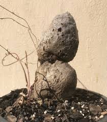 Image result for Dioscorea sylvatica