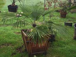 Stone Gate Palm Colorful Garden Windmill Bonsai