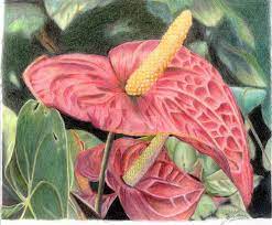 Pin On Colored Pencil