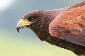 Accipiters are also known as bird hawks. How To Protect Chickens From Hawks Nite Guard