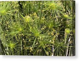 Image result for Cyperus haspan