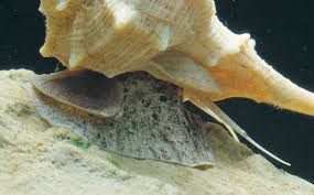 Image result for Micractis bojeri