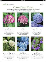 Maybe you would like to learn more about one of these? Hydrangea Varieties Hydrangea Varieties Planting Hydrangeas Flower Meanings