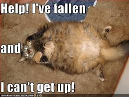 I Ve Fallen And I Can T Get Up Meme Help I Ve Fallen And I Can T Get Up Funny Cats Funny Cat Pictures Funny Animal Pictures