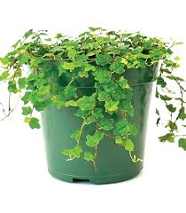 Image result for tbn:HNtrRnQBmFuaxM::www.bluechopsticks.com/img_large/800CC_0805S1015.jpg