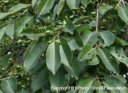 Image result for Syzygium cumini