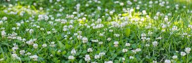 According to university of california statewide integrated pest management. Clover Control How To Get Rid Of Clover Diy Clover Weed Treatment Guide Solutions Pest Lawn