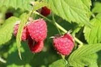 Maybe you would like to learn more about one of these? Raspberry Bush Flowers But No Fruit Causes Solutions Greenupside