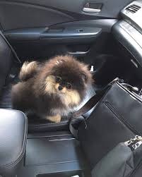 3649 3617 3656 3630 3632 3623 3633 3609 3609 3637 3657 3592 3632 3614 3634 3594 36 Pomeranian Dog Pomeranian Puppy Cute Dogs