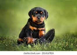Baby Rottweiler Images Stock Photos Vectors Shutterstock