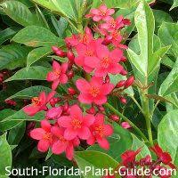 Browse our wide selection of beautiful accent trees, flowering shrubs, perennials & more. 120 Florida Garden Ideas In 2021 Plants Planting Flowers Florida Landscaping