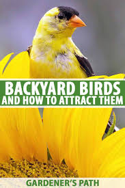 Most of our backyard birds are widely common in this area and beyond. What Types Of Wild Birds Are Visiting My Backyard Gardener S Path