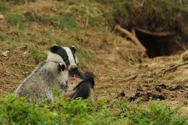 Dachs Beim Saugen Animals Animals And Pets Badger Tattoo
