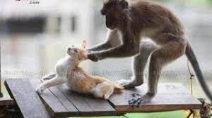 Funny Animals Video Video Id 3c1d919e7d Veblr Mobile