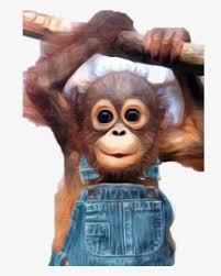 Share the best gifs now >>> Baby Monkey Png Images Free Transparent Baby Monkey Download Kindpng