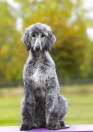 Pin On Groomer Loves