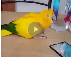 Birds Dancing To Music The Best Funny Pictures Of Today S Internet Boy And Bird Funny Birds Bird