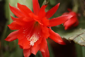 I encourage you to celebrate spring, that season of new awakenings and vibrant pastels, with an easter cactus. Orchid Cactus Complete Guide To Care And Propagation Orchideria