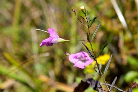 Image result for Gerrardinaceae