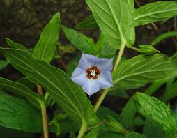 Image result for Trichodesma