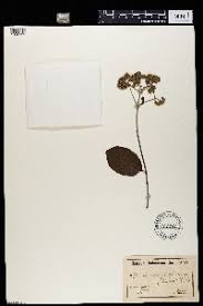 Image result for Crossopteryx