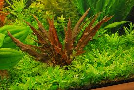 Balansae, the wide variety makes cryptocoryne an excellent choice for different positions in a planted aquarium. Cryptocoryne Wendtii Mi Oya Planted Aquarium Freshwater Plants Live Aquarium Plants