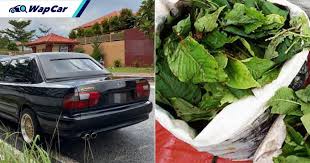 Kereta dijual mengikut model di surat thani, thailand. Kantoi Bawa Ketum Dalam But Kereta Wira 3 Transporter Ditahan Polis Wapcar