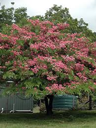 Image result for Cassia javanica