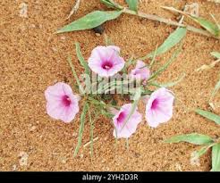 Image result for Ipomoea bolusiana