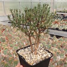 Image result for Crassula sarcocaulis