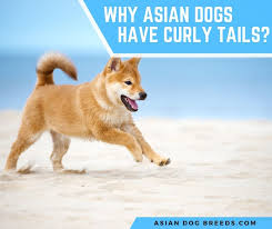 These techniques are gentle, holistic and safe and can be used on their own or alongside. Why Do Asian Dogs Have Curly Tails