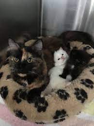 Pin On Kittens