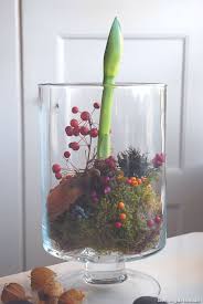 Blumendeko für hochzeit und geburtstag basteln. Amaryllis Anspruchslose Beauty Berlingarten