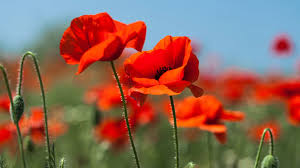 Image result for Poppy Red 1993 Town and Country