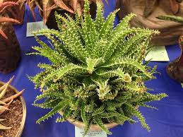 Come and shop, browse pictures or learn how to grow variegated cactus plants at home. Aloe Jaws Aloe Cactus And Succulents Cacti And Succulents