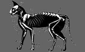 We did not find results for: Skeleton Cat Drawing By 9 Shirts