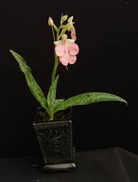 Image result for Habenaria microsaccus