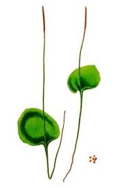 Image result for Ophioglossum reticulatum