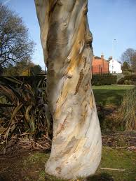 Image result for Iphigenia pauciflora