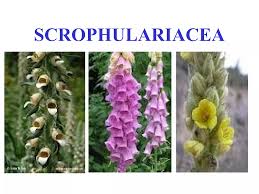 Image result for Scrophulariaceae