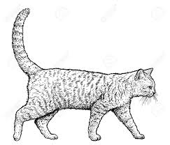 Walking Cat Illustration Drawing Engraving Ink Line Art Royalty Free Cliparts Vectors And Stock Illustration Image 95127171 Find this pin and more on easy drawings by sarah elbaz. walking cat illustration drawing engraving ink line art