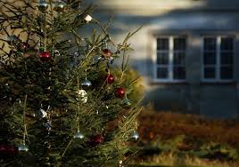 Fueron creados igualmente para tener una mirada constante en su arte conceptual y pinturas. Madrid Recogera Los Arboles De Navidad Para Replantarlos