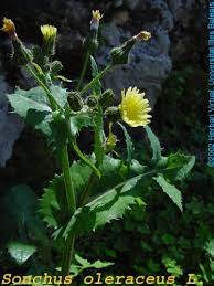 Image result for Sonchus oleraceus