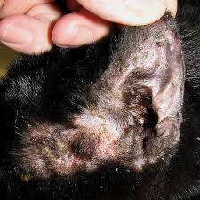 This is important because you cat could also be suffering from a different kind of ear infection, and you a cat's ears are just another incredible feline feature — organs housed deep in your cat's inner ear. Your Pet S Ears