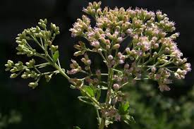 Image result for Pluchea dioscoridis