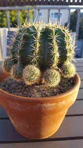 What are the benefits of cactus? My Cactus Babies Should I Pull Them Off And Replant Them At Some Stage Gardening Garden Diy Home Flowers Roses Nature Replant Starting A Garden Cactus